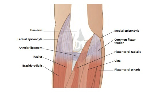 The right elbow, seen from the front. Diagram by Peter Gardiner