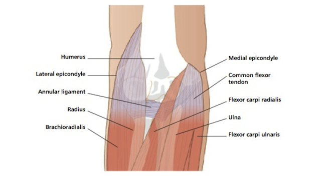 The right elbow, from the front. Diagram by Peter Gardiner