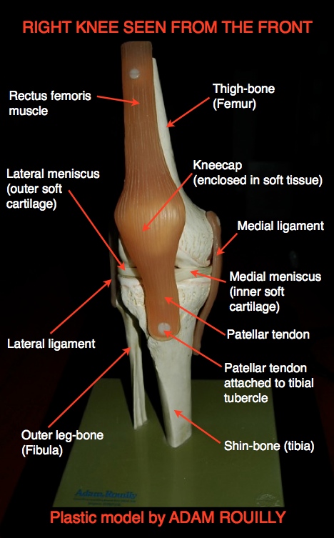 Model from Adam Rouilly of right knee seen from the front
