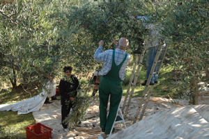 Picking olives. Photo Vivian Grisogono