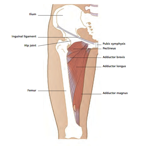 https://www.viviangrisogono.com/images/anatomical-diagrams/pg-adductors.jpg