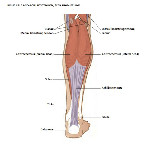 A calf strain can occur in either your gastrocnemius or soleus