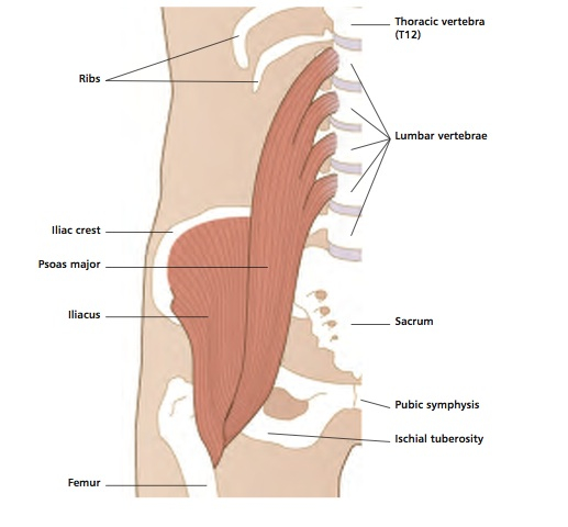 hip flexor muscles diagram