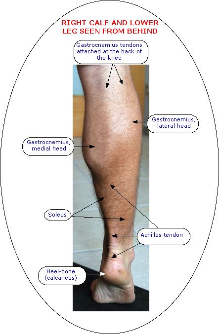 Leg Muscle Diagram Calf - Leg Muscle Diagram Calf Lower Leg Pain In