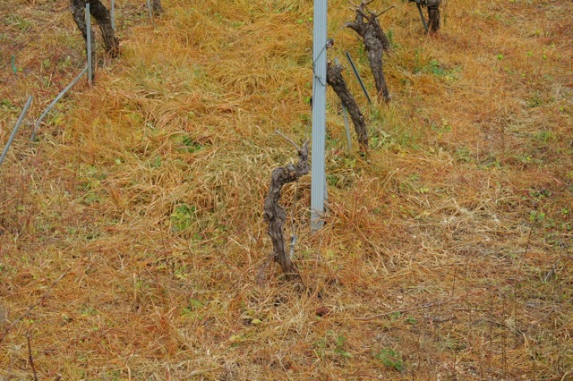 Herbicide among the vines. Photo Vivian Grisogono