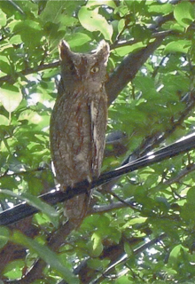 Scops owl, photo Rod Coysh