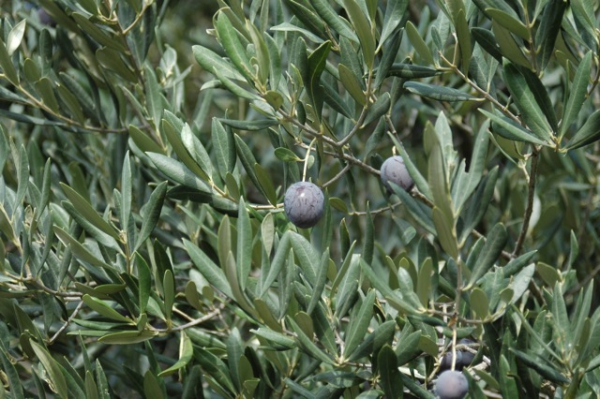 OLIVE TIME